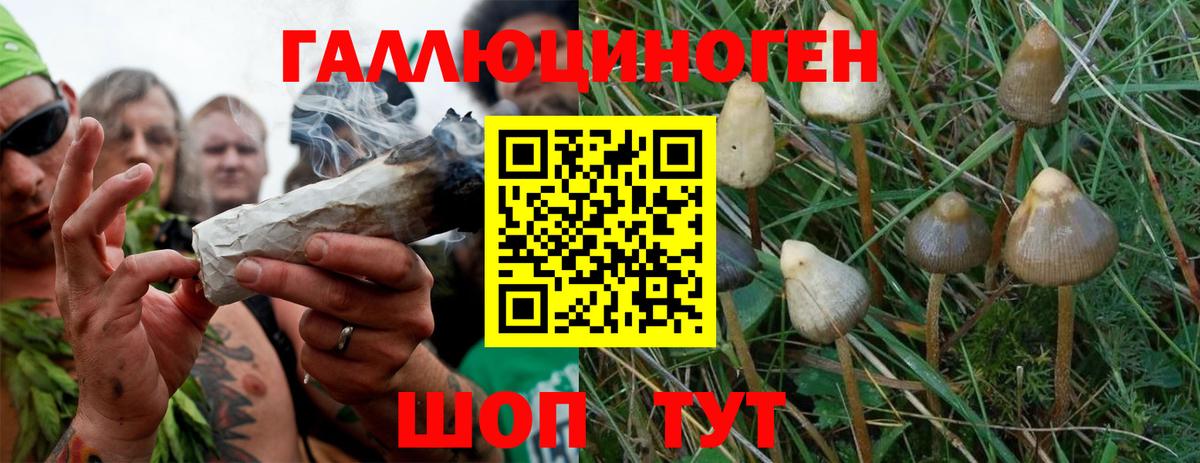 цена наркотик  Галлюциногенные грибы Psilocybine cubensis  Вход с VPN  Махачкала 